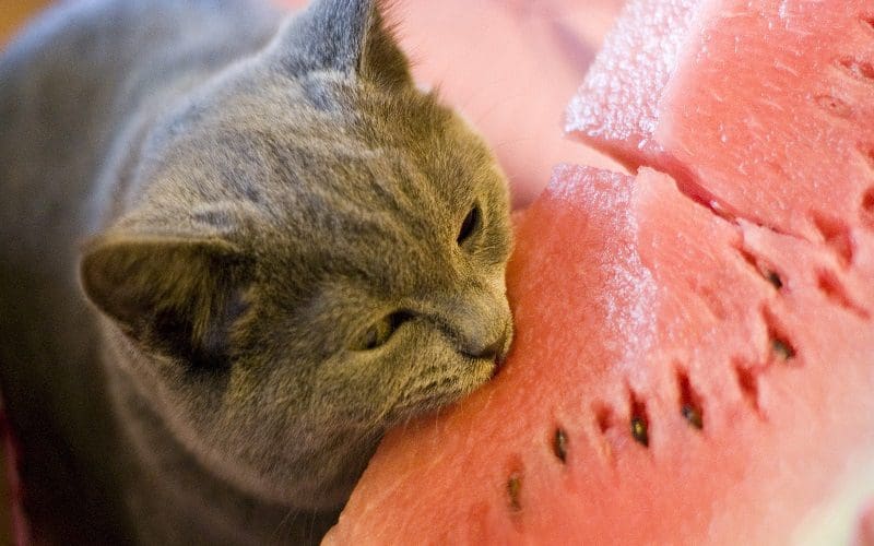 cat eating piece of watermelon