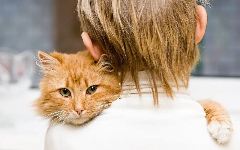 cat hugging