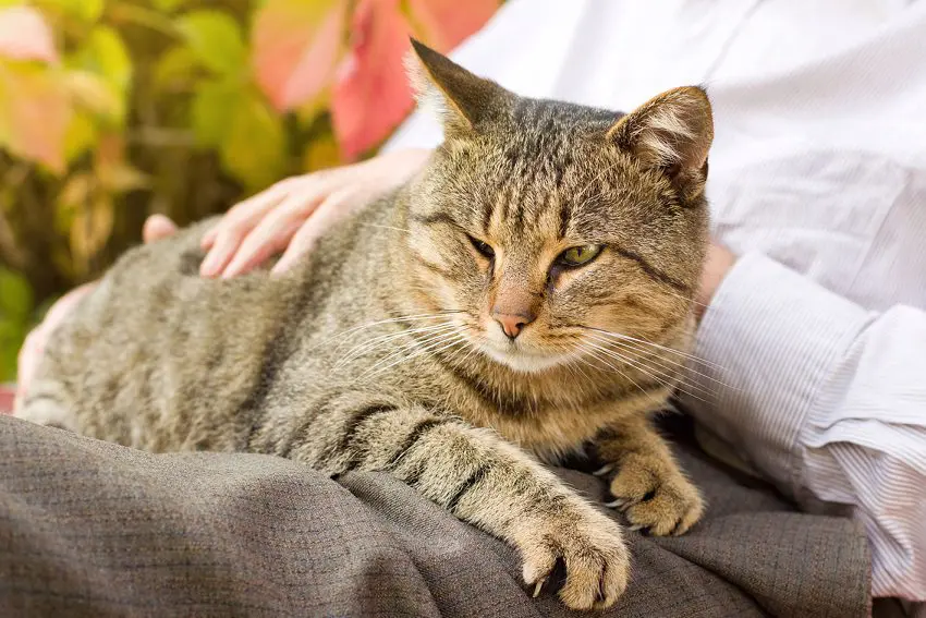 Lap Cats and Beyond: Enjoy the Warmth of Feline Love