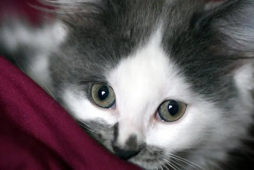Why Do Cats Like to Lay on You? 7 Reasons