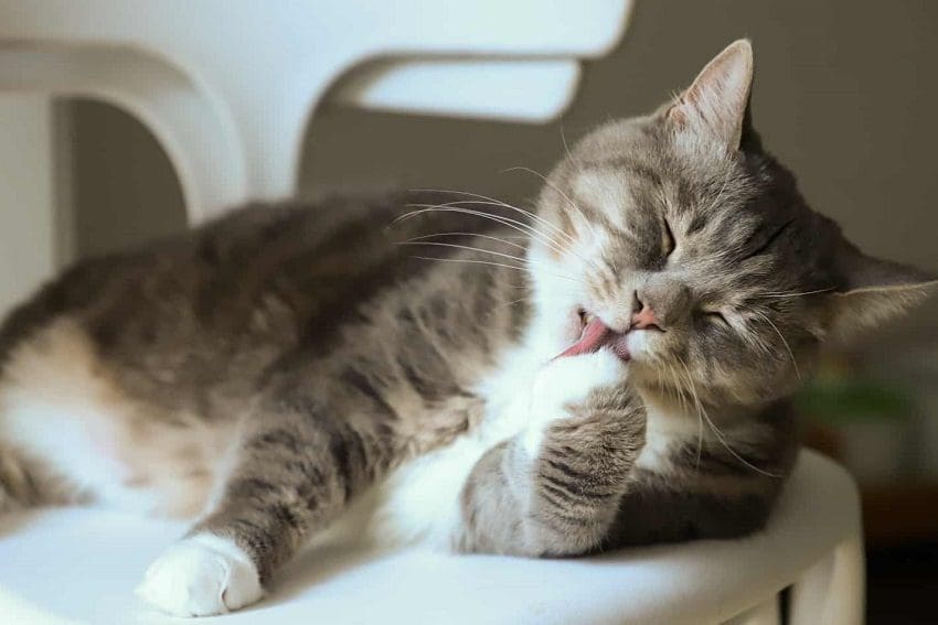 Why Does My Cat Lick Himself After I Pet Him? 4 Reasons