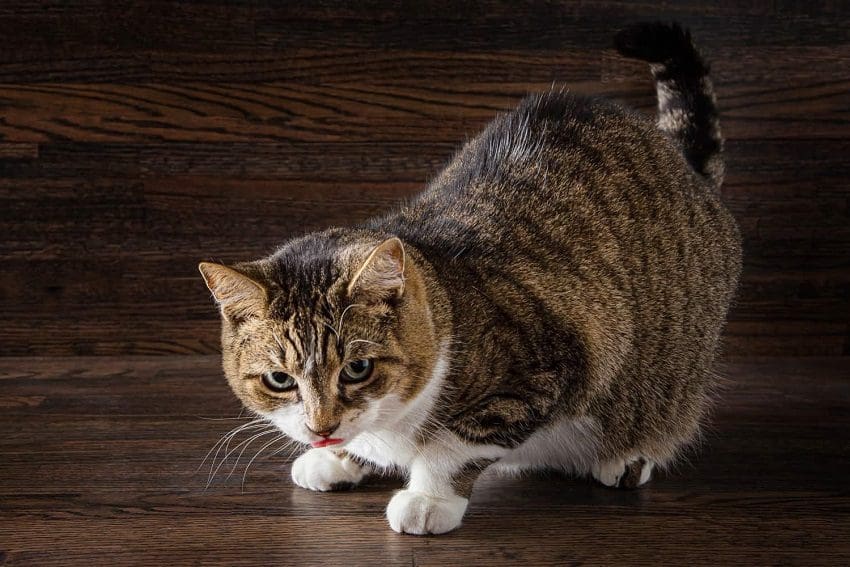 Why Is My Cat Licking the Floor? 6 Real Reasons