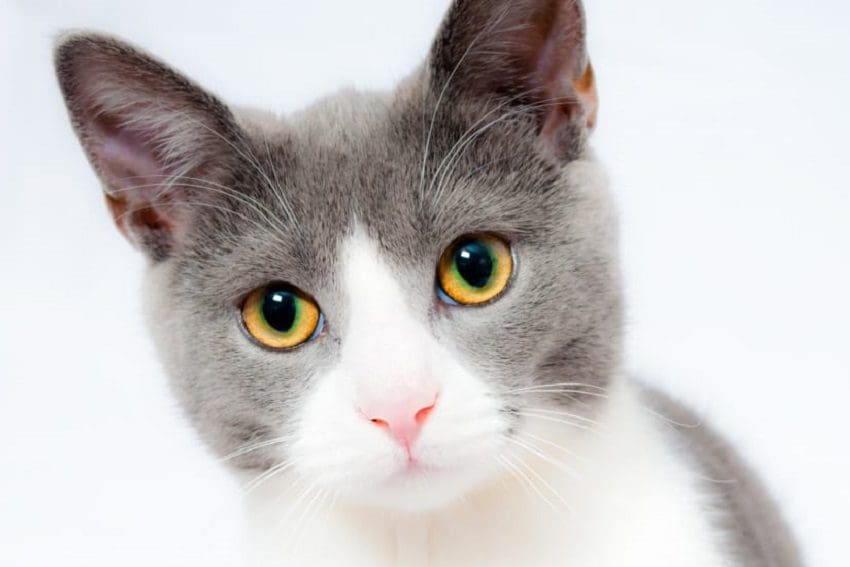 7 Things You Should Never Say To A Cat Owner