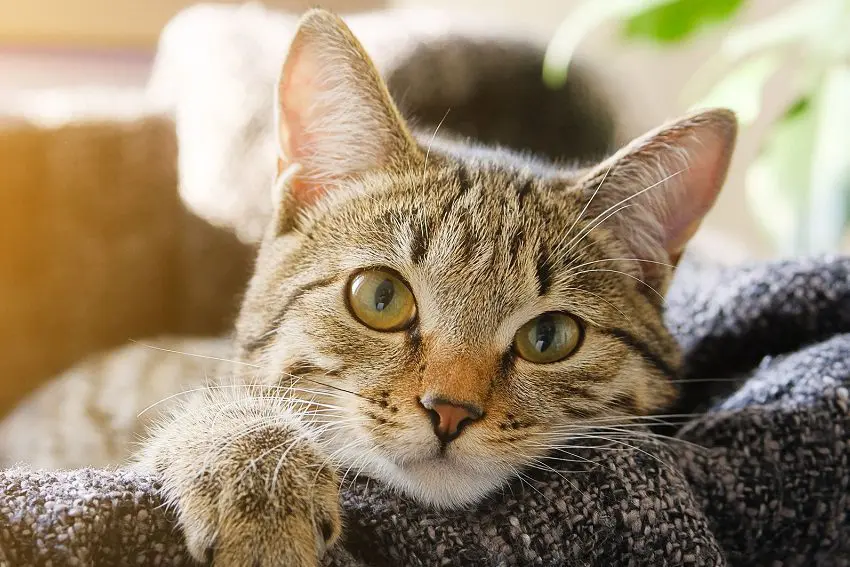 Pain Medication for Cats Made Simple: Ease Their Aches