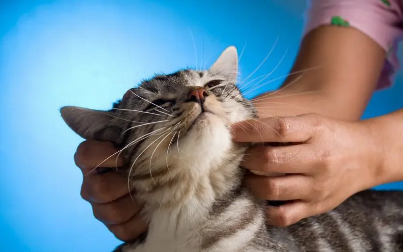 giving cat a massage