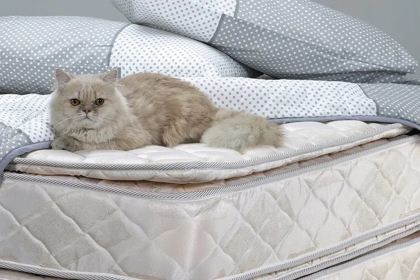 How To Get Cat Pee Out Of Mattress? A Step-By-Step Guide