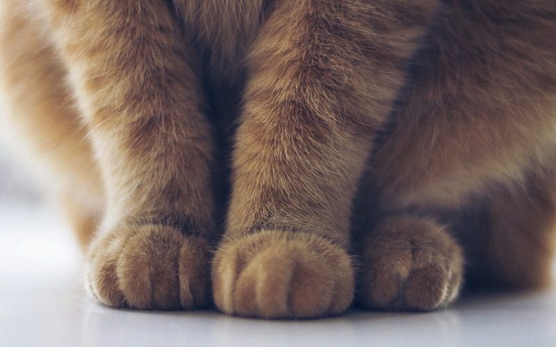 cat sitting showing paws