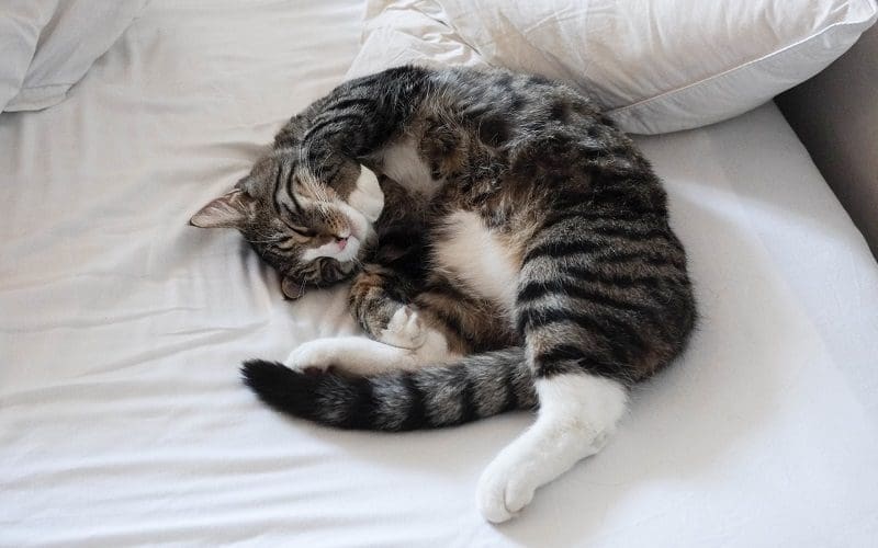 cat sleeping on pillow