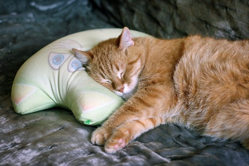 Why Does My Cat Sleep On My Pillow? 6 Interesting Reasons