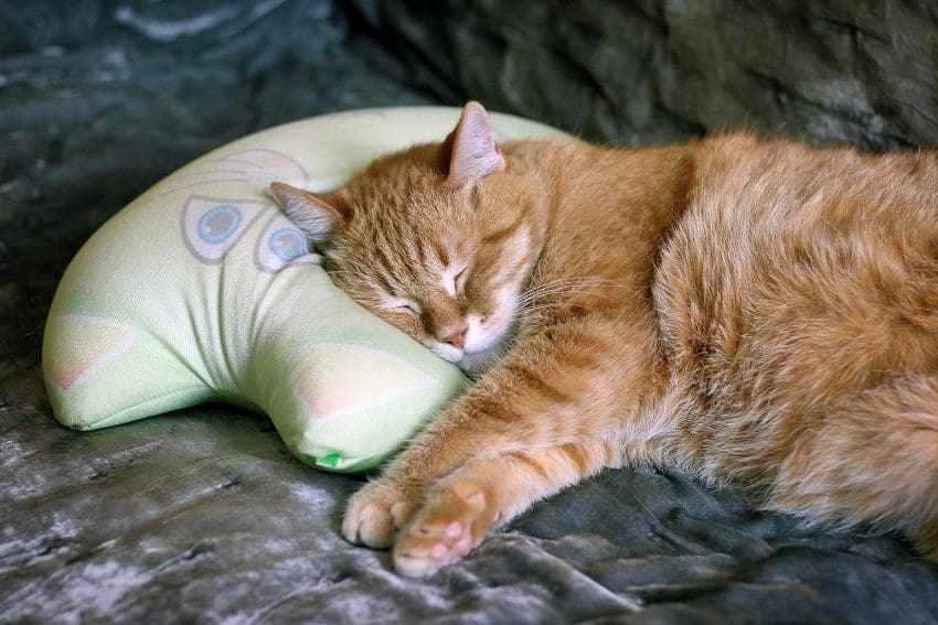 Cat on sale nap pillow