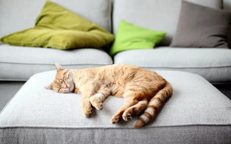 cat sleeping on a single seater