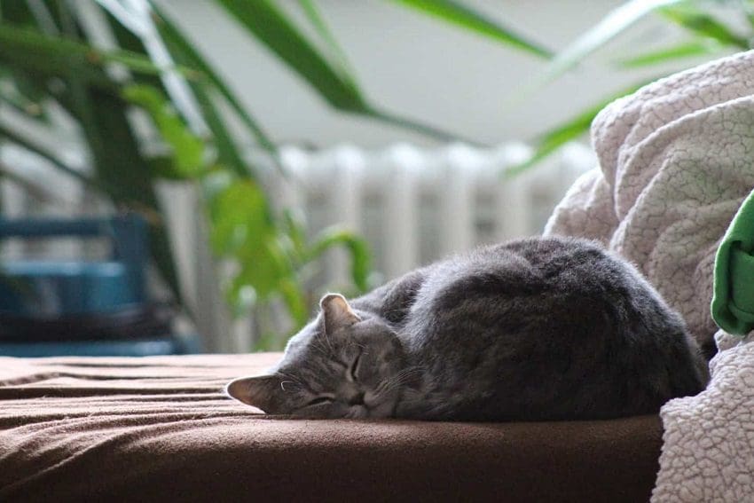 Why Won't My Cat Sleep with Me? 7 Surprising Reasons