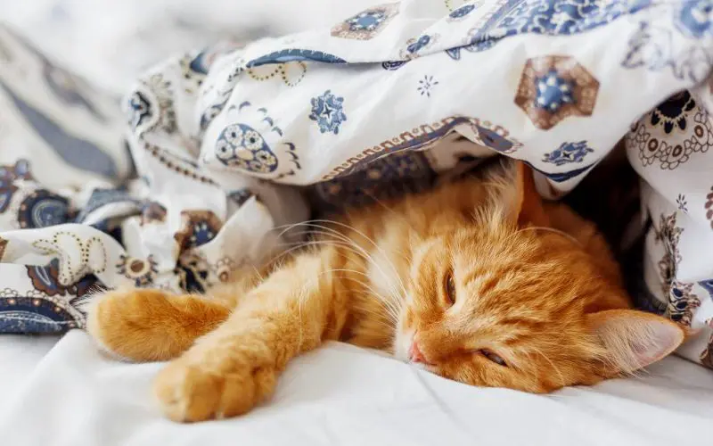 cat sleeping with blanket