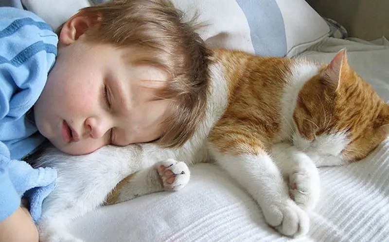 cat sleeps with kid