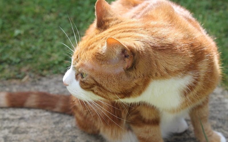 orange cat smelling bleach