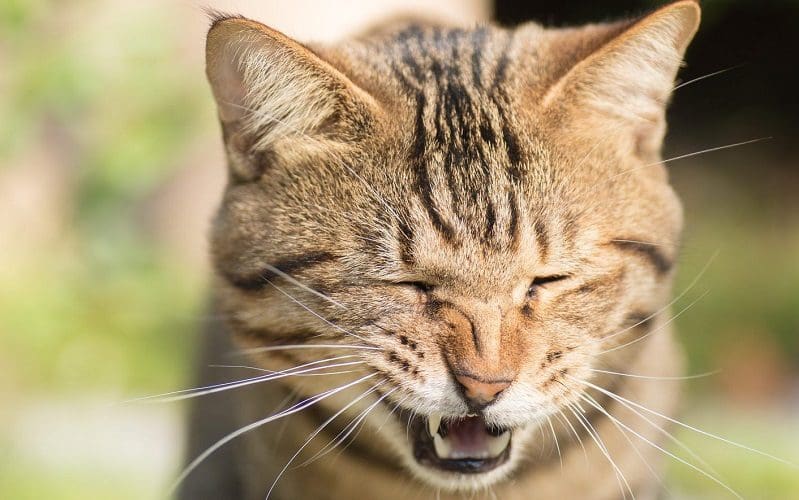 tabby cat sneezing