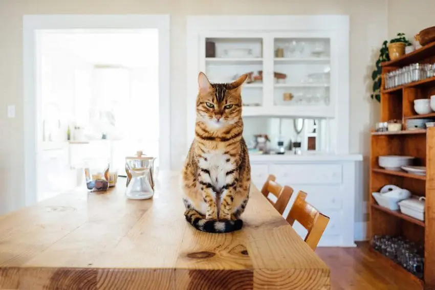 Cat Insurance 101: The Ultimate Guide to Pet Protection