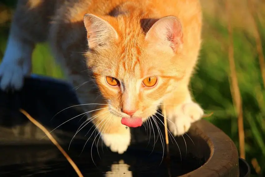 Are Cat Water Fountains Safe? The Truth Revealed