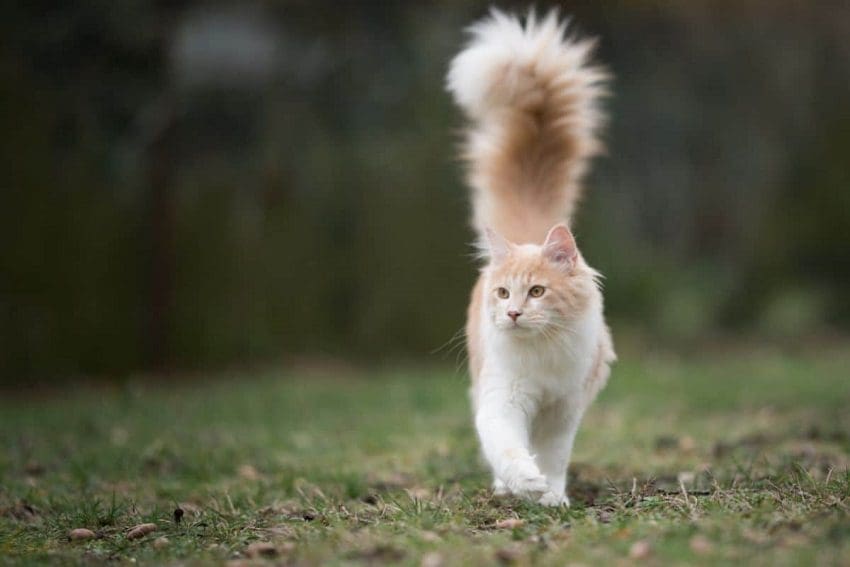 Why Do Cats Vibrate Their Tails? Most Common Reasons