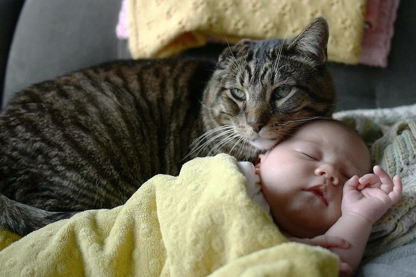 Do Cats Know Babies Are Babies? A Complete Guide