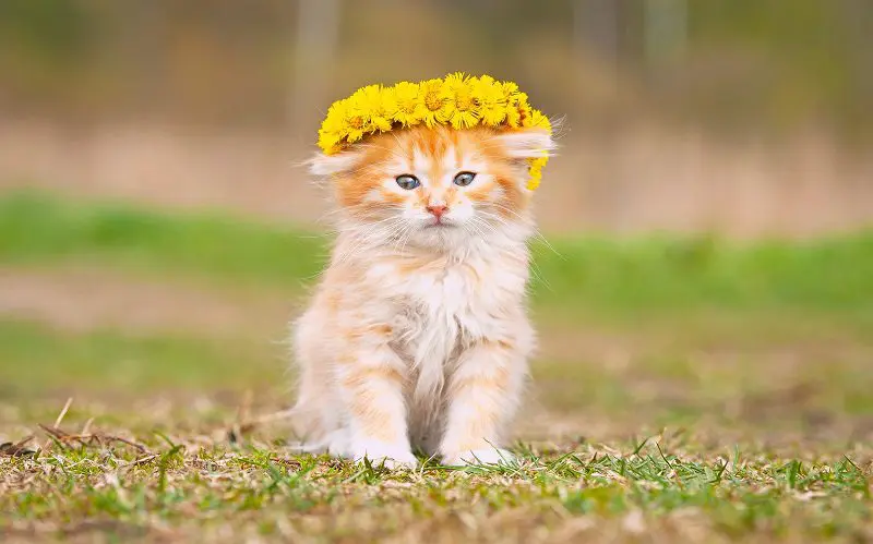 cat with yellow flower crown