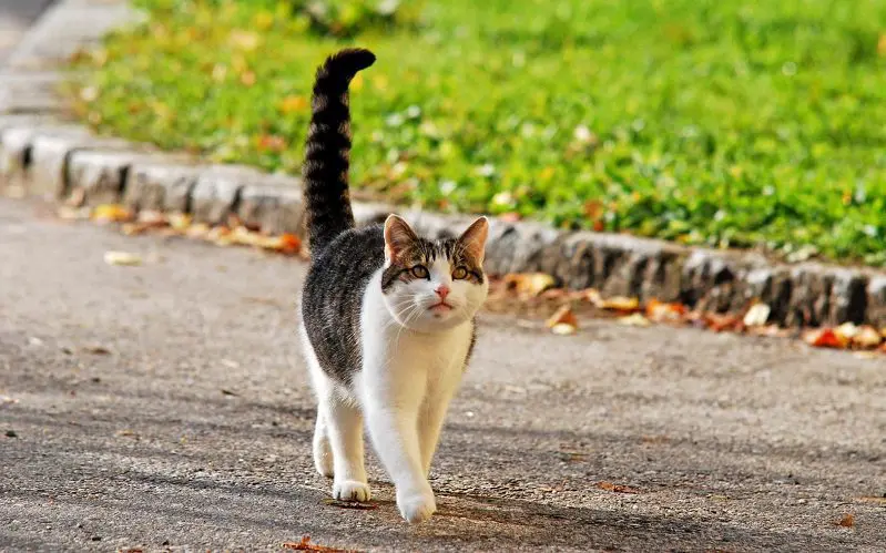 cat walking with straight up tail