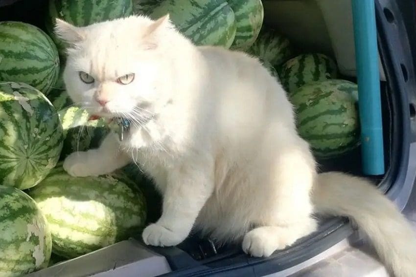 Can Cats Eat Watermelon? Everything You Need to Know