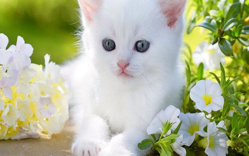 cat and white flowers