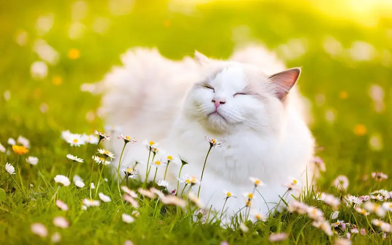 cat and yellow flowers