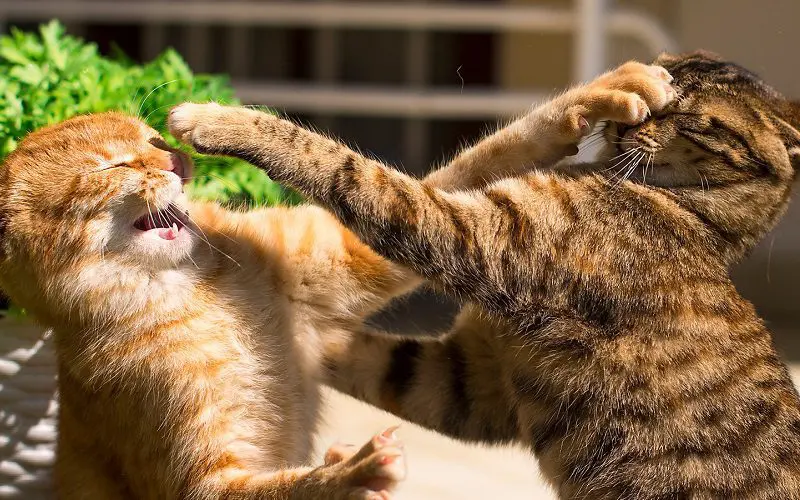 two cats fighting