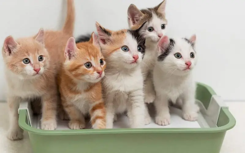 multiple cats in litter box