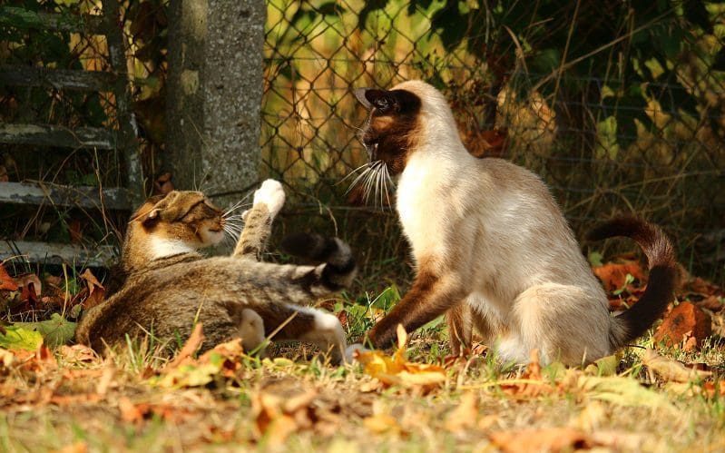 two cats playing and fighting