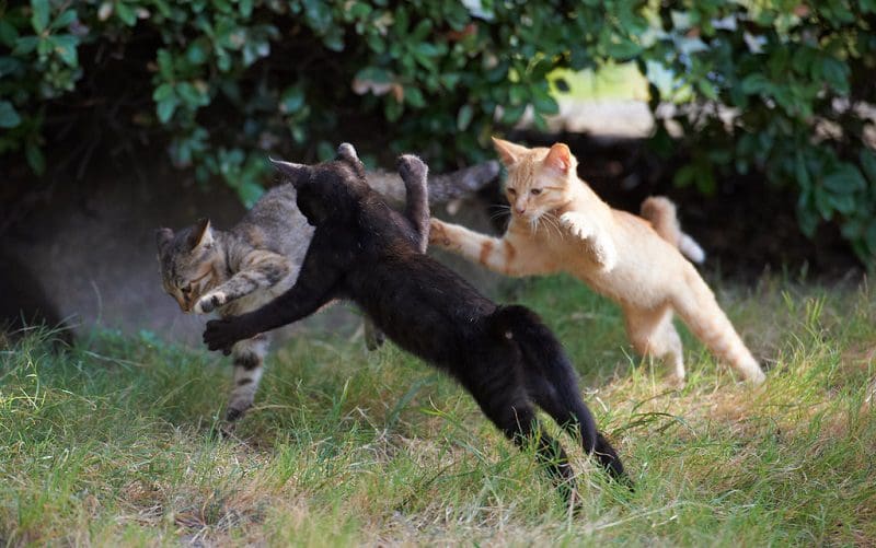 three cats playing