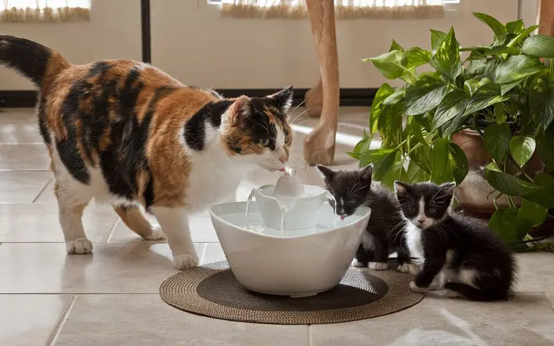 cat and kittens using water fountain