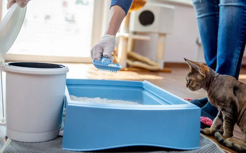 completely changing cat litter