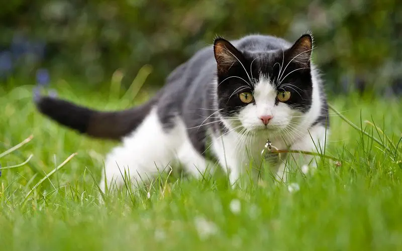 cute cat stalking prey