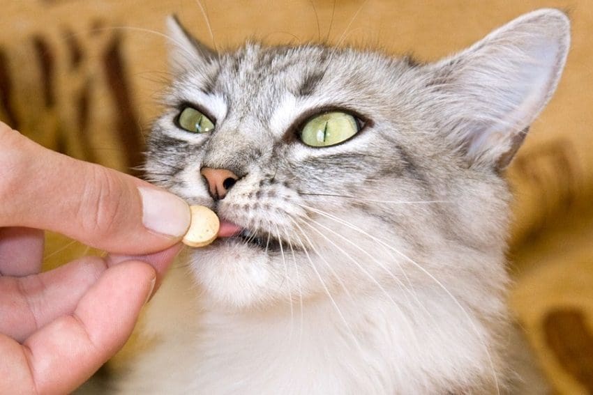 How to Give a Cat a Pill with Ease: 5 Easy Tips