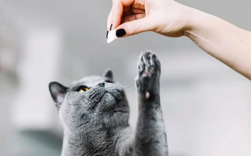 giving cat a cat treat