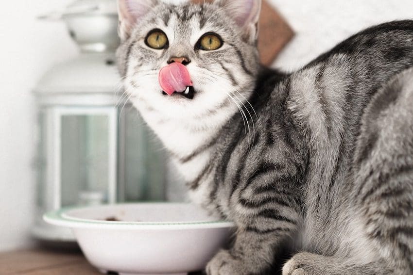 What Can Cats Eat From The Fridge? Cat Food Alternatives