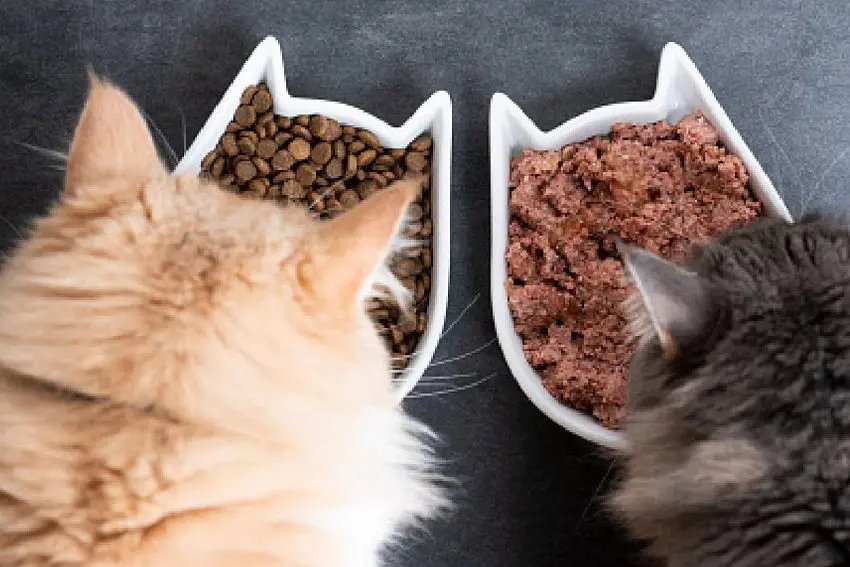Exploring Hypoallergenic Cat Food: Feed the Love