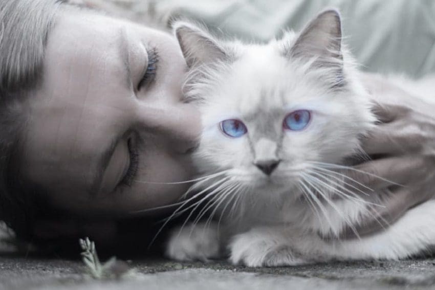 Is It Ok to Kiss Your Cat? Exploring the Truth