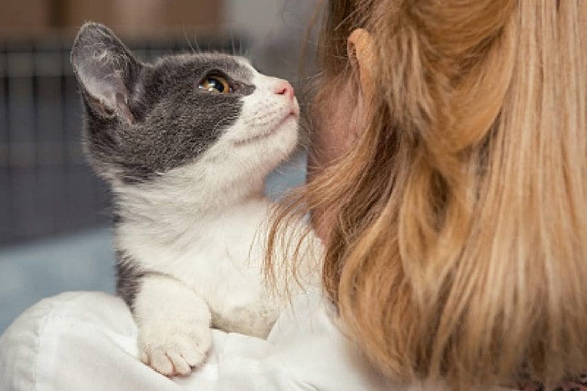 Why Does My Cat Eat My Hair? 8 Intriguing Reasons