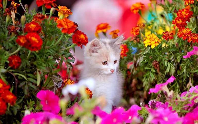 kitten playing in garden