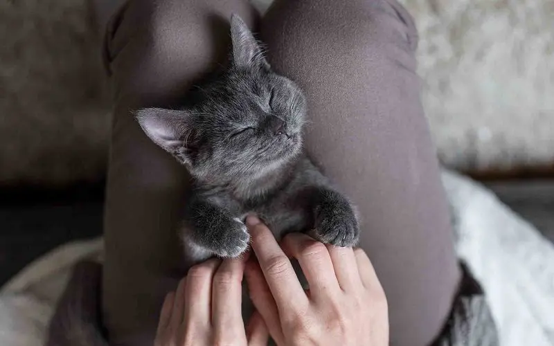 lap kitten