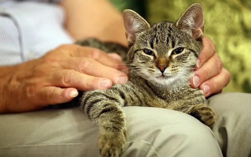 cat in lap