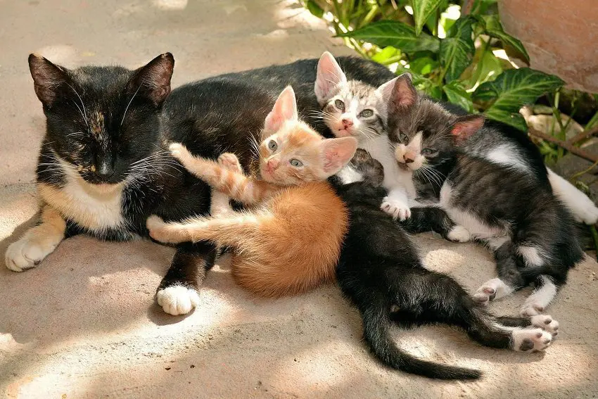 Why Do Cats Reject Their Kittens? 7 Common Reasons