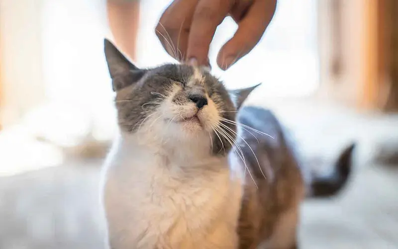 senior cat purring