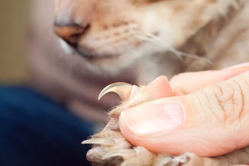 How to Trim Angry Cat Claws Like a Pro: 5 Easy Steps
