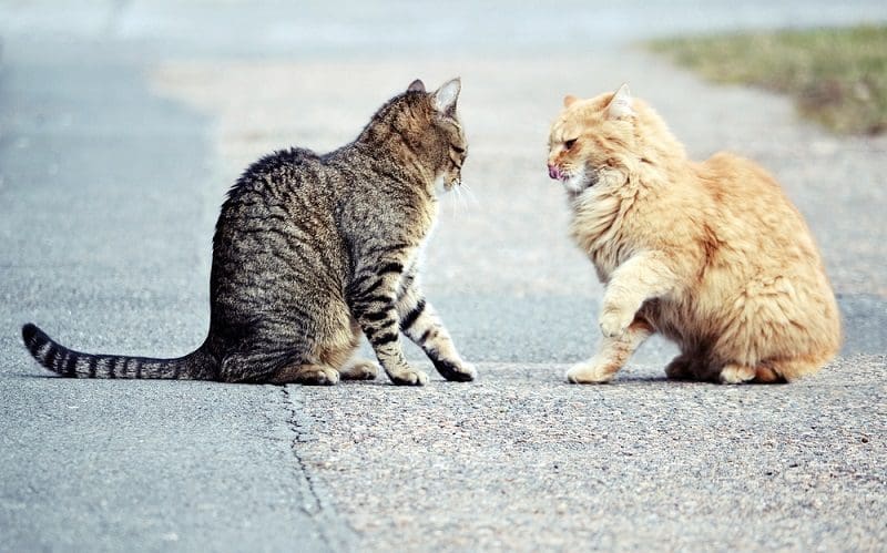 cats fighting