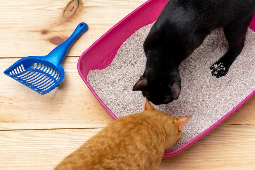 Can Two Cats Use the Same Litter Box? Proven Techniques for Success